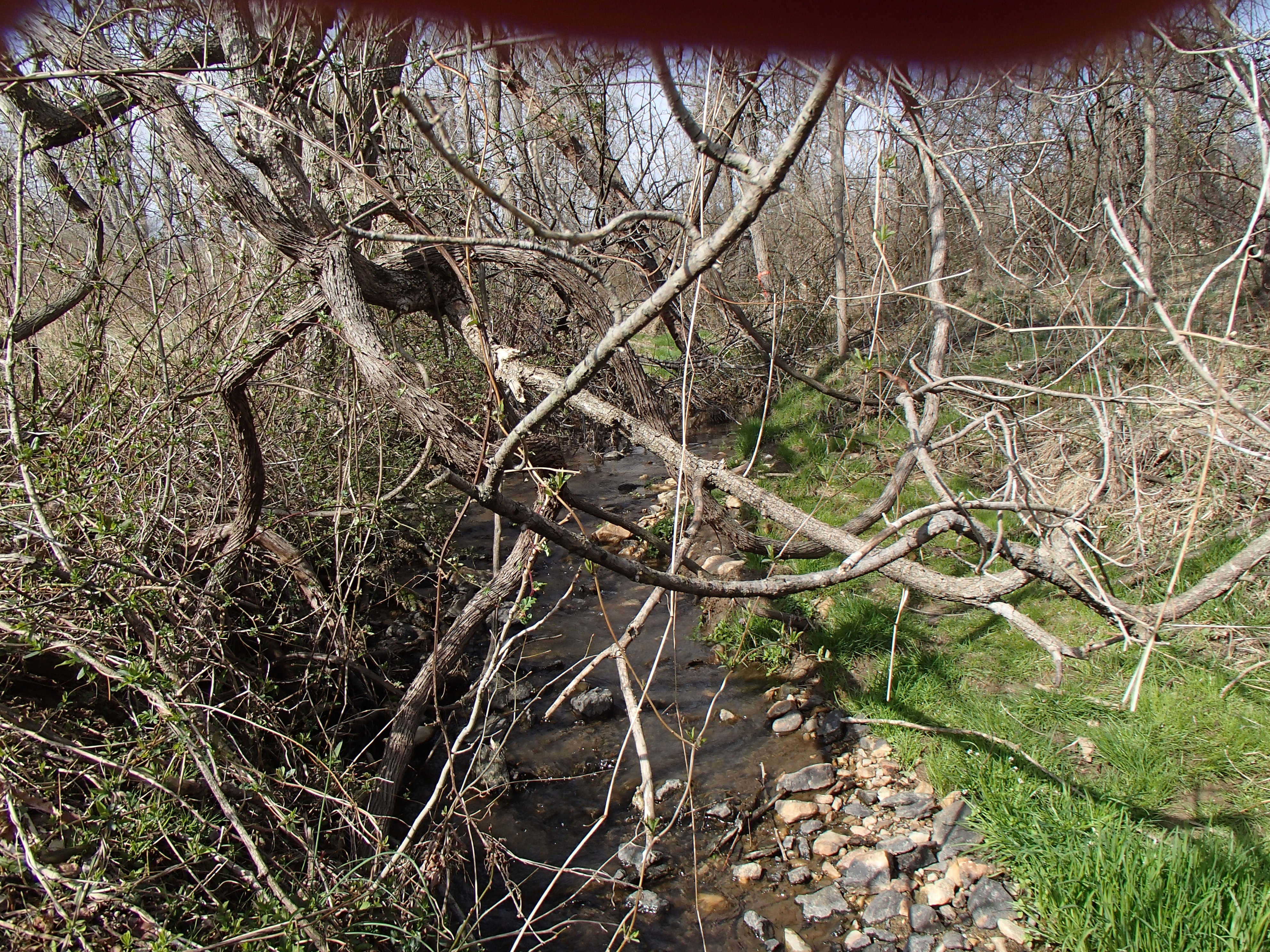 Field photo showing stream conditions at site LOCH-124-R-2016_midpoint looking upstream